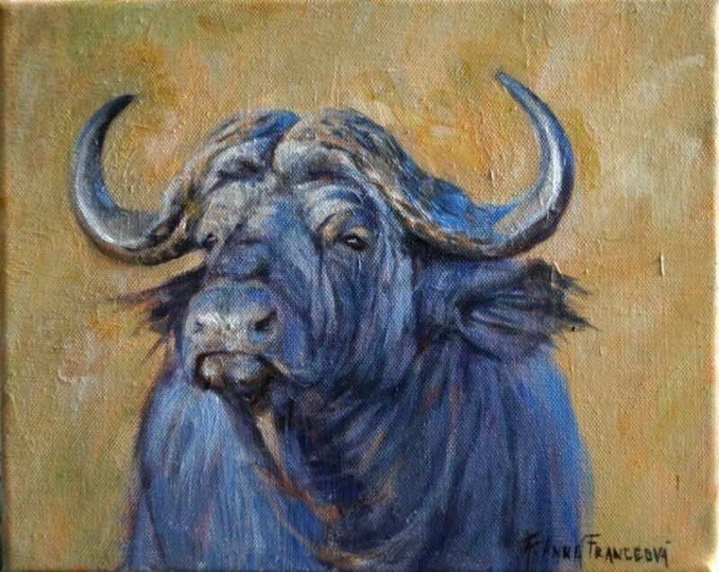 Kaffir Buffalo